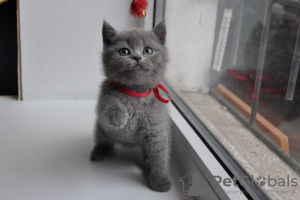 Фото №3. Grey British shorthair kittens. США
