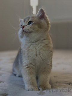 Фото №3. Изящная, любопытная и полная любви нежное сияние Луны освещает каждый дом, в. Великобритания