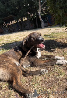Фото №3. Обученный сторож для вашего дома.  Грузия