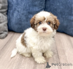 Фото №3. Самое милое, что вы увидите сегодня.  Финляндия