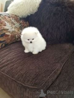 Фото №2 к объявлению №154180 о продаже померанского шпица - купить в Бельгии частное объявление