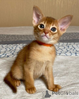 Фото №1. абиссинская - купить в Биерсдорф за договорная. Объявление №167577