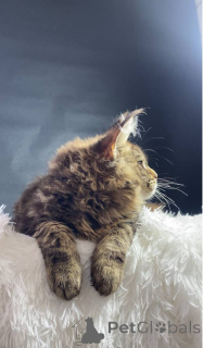 Фото №2 к объявлению №143878 о продаже мейн-кун - купить в России из питомника