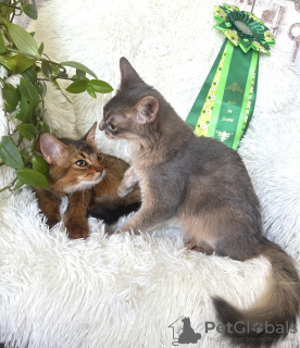 Фото №3. Сомалийские котята. Латвия