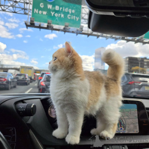 Фото №1. британская короткошёрстная - купить в Глендало за договорная. Объявление №156777