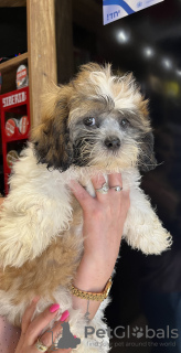 Фото №3. Счастья дома.  Израиль