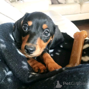 Фото №3. Щенки такшсов для усыновления.  Германия