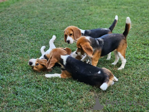 Фото №1.  - купить в Амстеттен за 53921₽. Объявление №161138