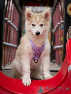 Фото №2 к объявлению №138830 о продаже беспородную - купить в России 