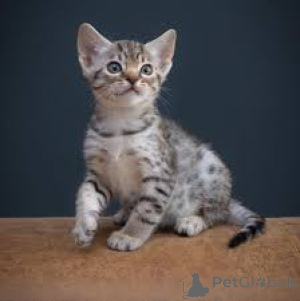 Фото №3. Оцикет-киссанпеннат адоптойтавакси. Финляндия