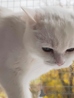 Фото №3. Снежанна ищет дом!. Россия