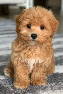 Фото №1. беспородная - купить в Тбилиси за 62096₽. Объявление №146103