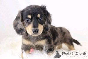 Фото №3. Симпатичные очаровательные щенки таксы на продажу, свяжитесь с WhatsApp Business.  Германия