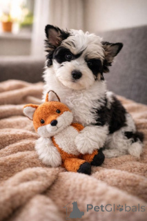 Фото №2 к объявлению №167365 о продаже бивер-йоркширского терьера - купить в Финляндии частное объявление