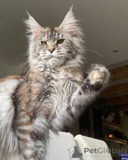 Фото №3. Котенок мейнкун. Великобритания