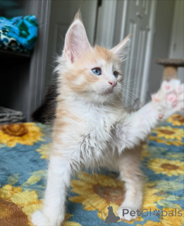 Фото №2 к объявлению №159301 о продаже мейн-кун - купить в Бельгии частное объявление