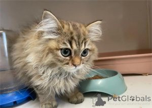 Фото №1. персидская - купить в Кампания De Berchtesgaden за 32468₽. Объявление №153065