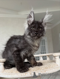 Фото №2 к объявлению №154636 о продаже мейн-кун - купить в Германии заводчик