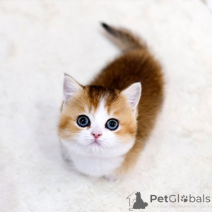 Фото №1. манчкин - купить в Париже за договорная. Объявление №158643