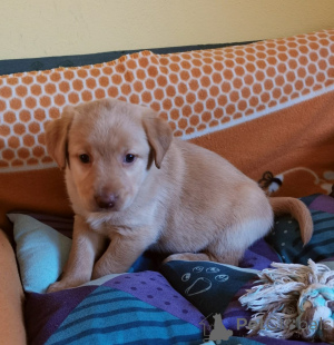 Фото №1. лабрадудль - купить в Mariánské lázně за договорная. Объявление №166158