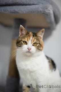 Фото №2 к объявлению №159490 о продаже  - купить в России из приюта