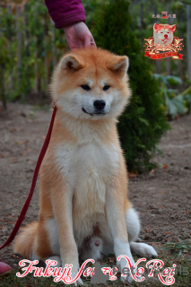 Фото №3. male Japanese Akita Inu.  Украина