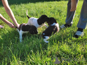 Фото №2 к объявлению №139236 о продаже оттерхаунда - купить в Сербии 