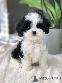 Фото №2 к объявлению №166763 о продаже мальтипу - купить в Франции частное объявление, заводчик