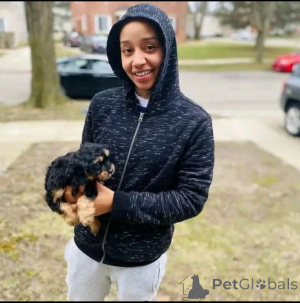 Фото №4. Продажа йоркширского терьера в Achterveld заводчик - цена Бесплатно