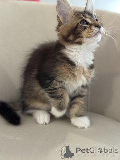 Фото №3. Котята мейн-кун LOOF. Монако