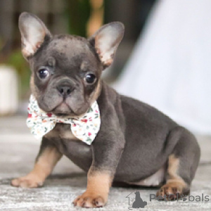 Фото №3. Французский бульдог, сука, 13 недель. Готова отправиться домой..  Германия