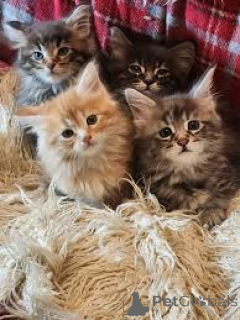 Фото №1. норвежская лесная - купить в Хельсинки за 53805₽. Объявление №164062