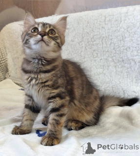 Фото №2 к объявлению №158290 о продаже  - купить в России частное объявление