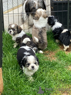 Дополнительные фото: Adorable Shih Tzu Puppies for free adoption