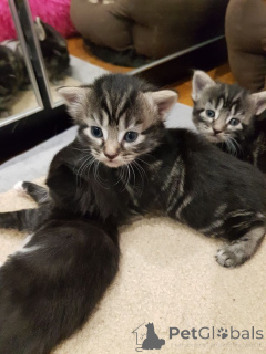 Фото №2 к объявлению №161095 о продаже европейская короткошерстная - купить в Швеции заводчик