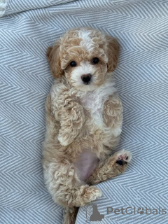 Фото №2 к объявлению №130448 о продаже  - купить в Германии 