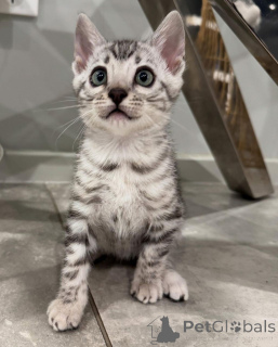 Фото №1. бенгальская - купить в Нюрнберге за 69575₽. Объявление №152551