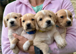 Фото №1. американский кокер-спаниель - купить в Барселе за 32468₽. Объявление №153476