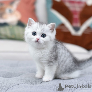 Фото №3. Котята одни из самых очаровательных и ошеломляющих кошек в кошачьем мире. Они. Испания