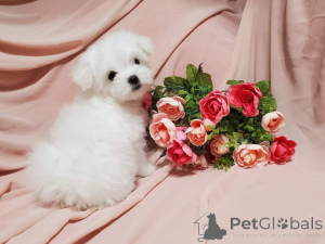 Фото №3. Очаровательные щенки готовы к новому дому.  США