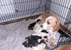 Фото №1. бигль - купить в Дилижане за Бесплатно. Объявление №161321