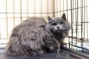 Фото №3. Пушистая красавица Артемида в добрые руки.. Россия