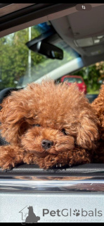 Фото №2 Услуга вязки пуделя (той). Цена договорная