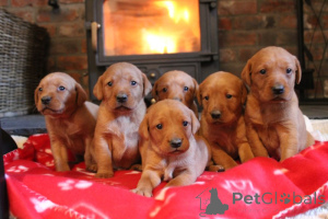 Фото №1. лабрадор-ретривер - купить в Алингс за 74214₽. Объявление №160638