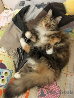 Фото №1.  - купить в Москова за Бесплатно. Объявление №161237