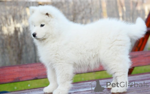Фото №3. Очаровательные чиоты Samoyedes в продаже.  Франция