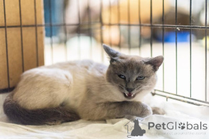 Фото №2 к объявлению №159059 о продаже  - купить в России из приюта