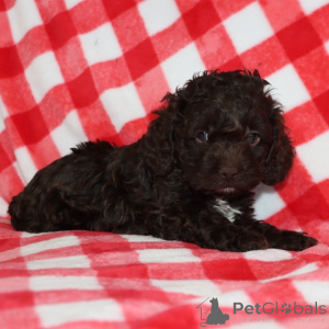 Фото №2 к объявлению №163935 о продаже  - купить в Великобритании частное объявление