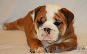 Фото №3. schöne English Bulldogge Welpen zur Adoption.  Германия