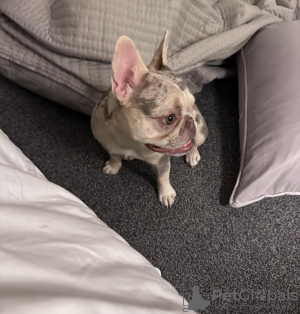 Фото №3. Французские бульдоги.  США